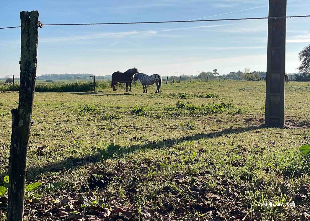 Ferme pédagogique cheval nature — foto 4