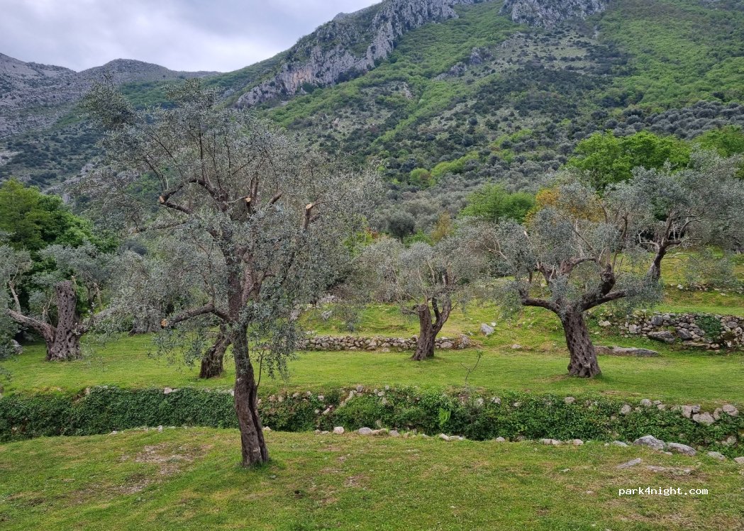 Bartula - My Olive Garden Camp — foto 4