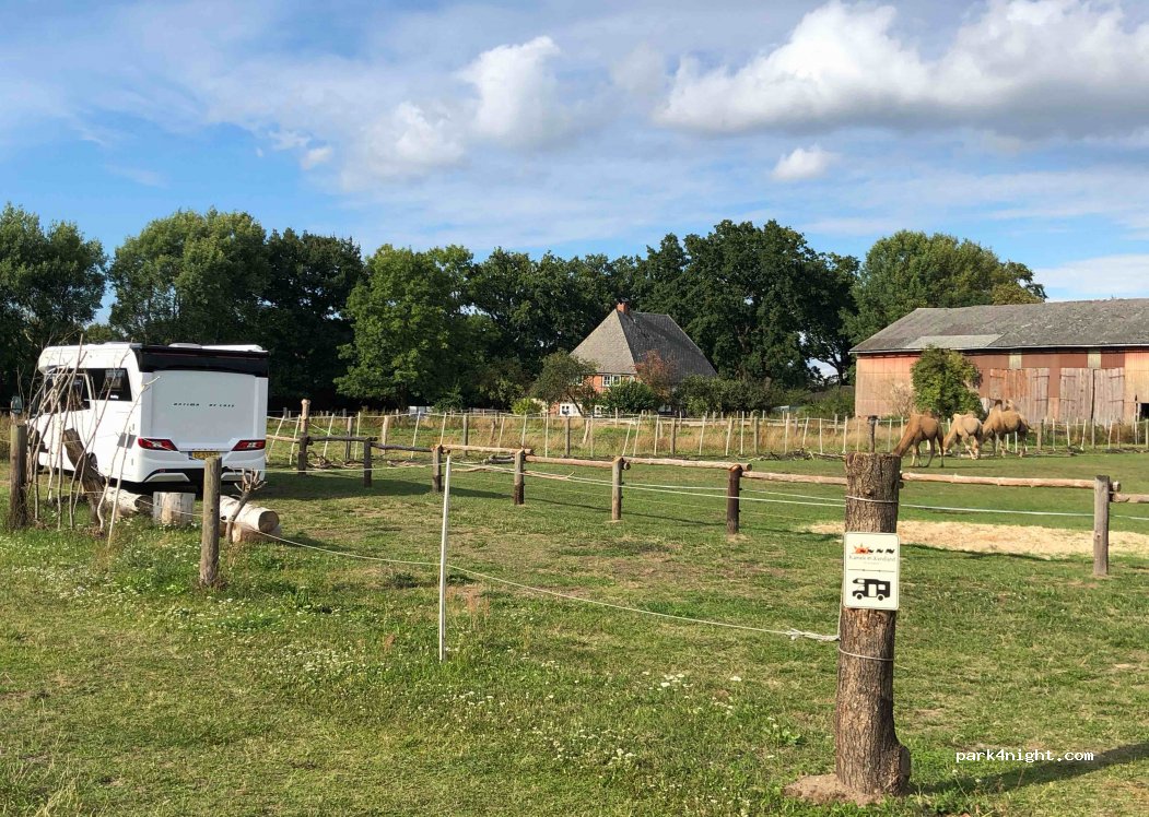 Kamele im Wendland — foto