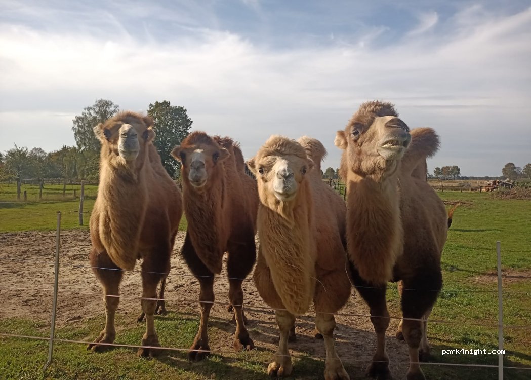 Kamele im Wendland — foto 5