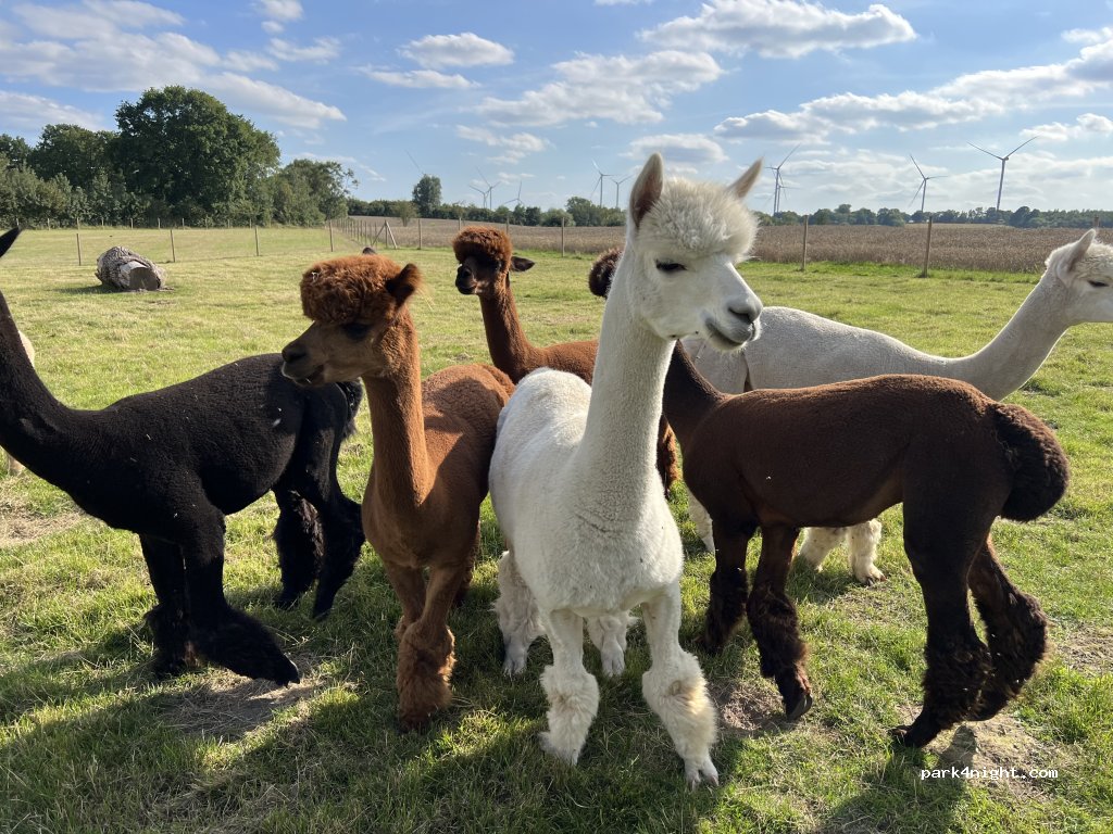 Stellplatz für 24h auf dem Bauernhof- ruhige Lage in der Natur! — foto