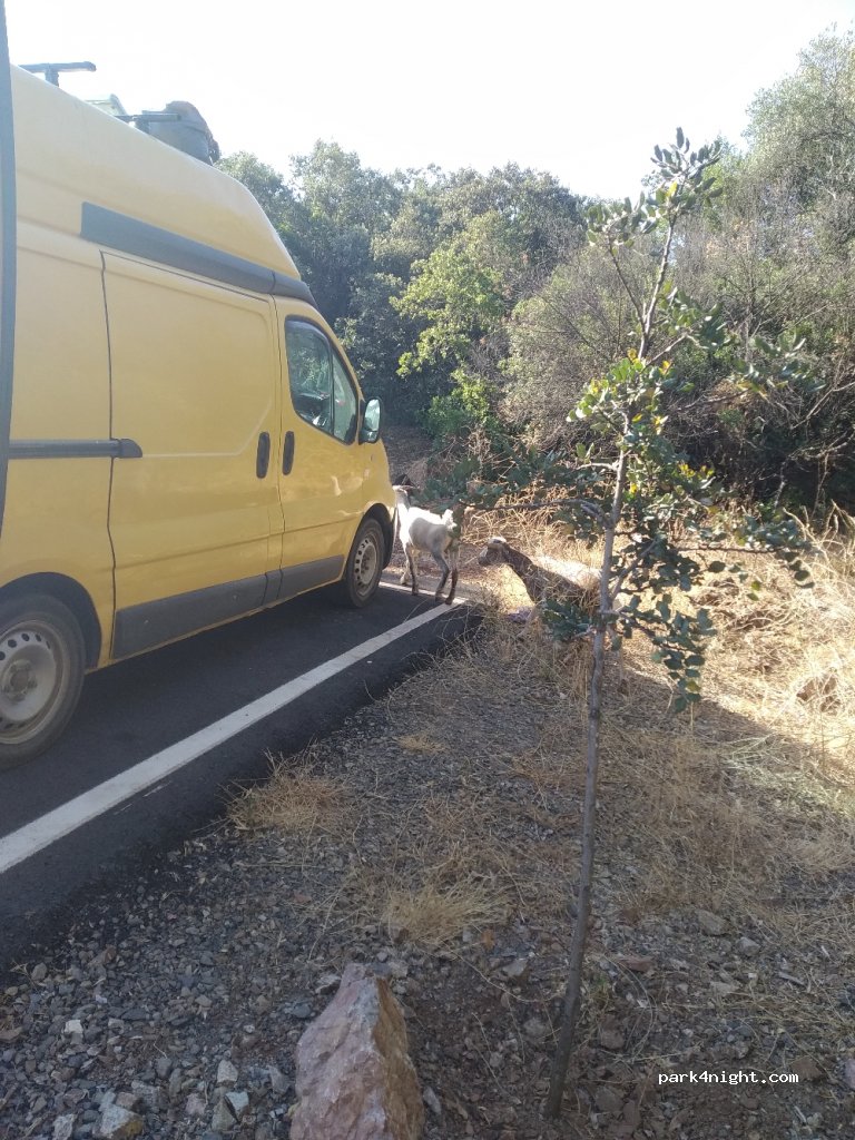 (21292) Castaño del Robledo - HU-8121 — foto 3