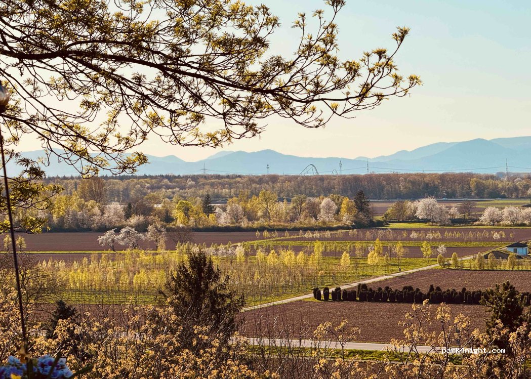 Weingut Weber – Restaurant — foto 5