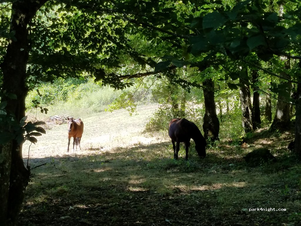 Camping les Tourterelles — foto 2