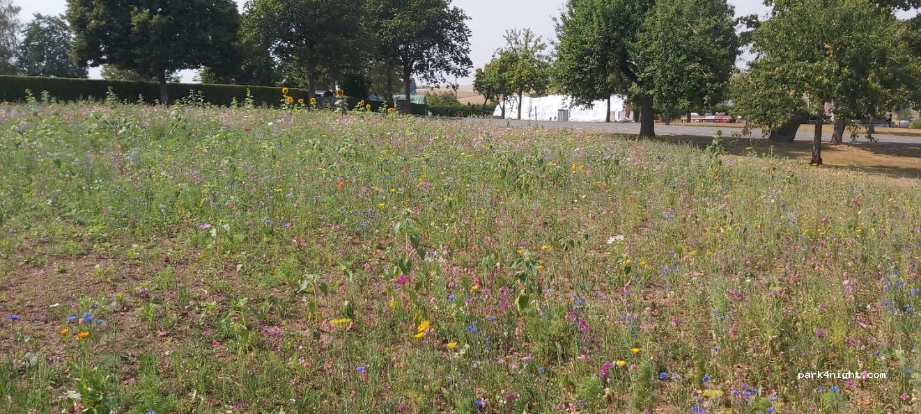 (54538) Hontheim - 24 Wittlicher Straße — foto 3