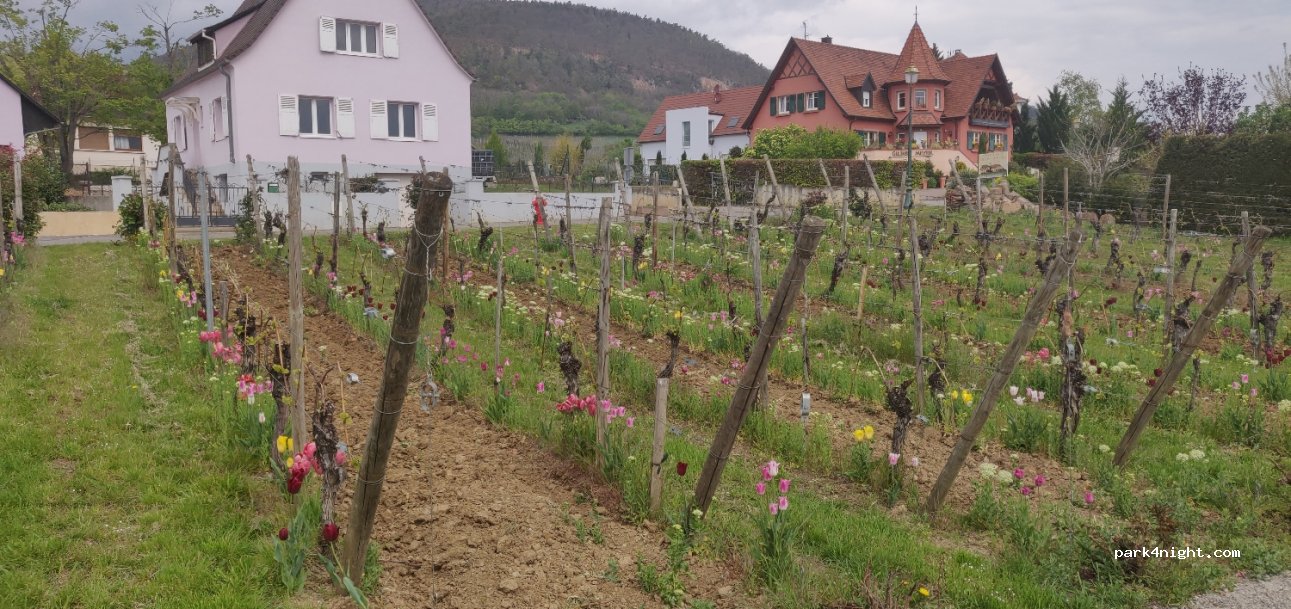 Vins Denis Meyer et Filles — foto