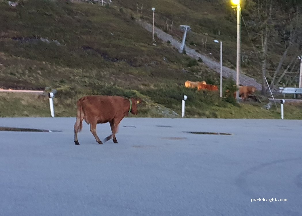 (6826)  - Sekundær Fylkesveg 60 — foto