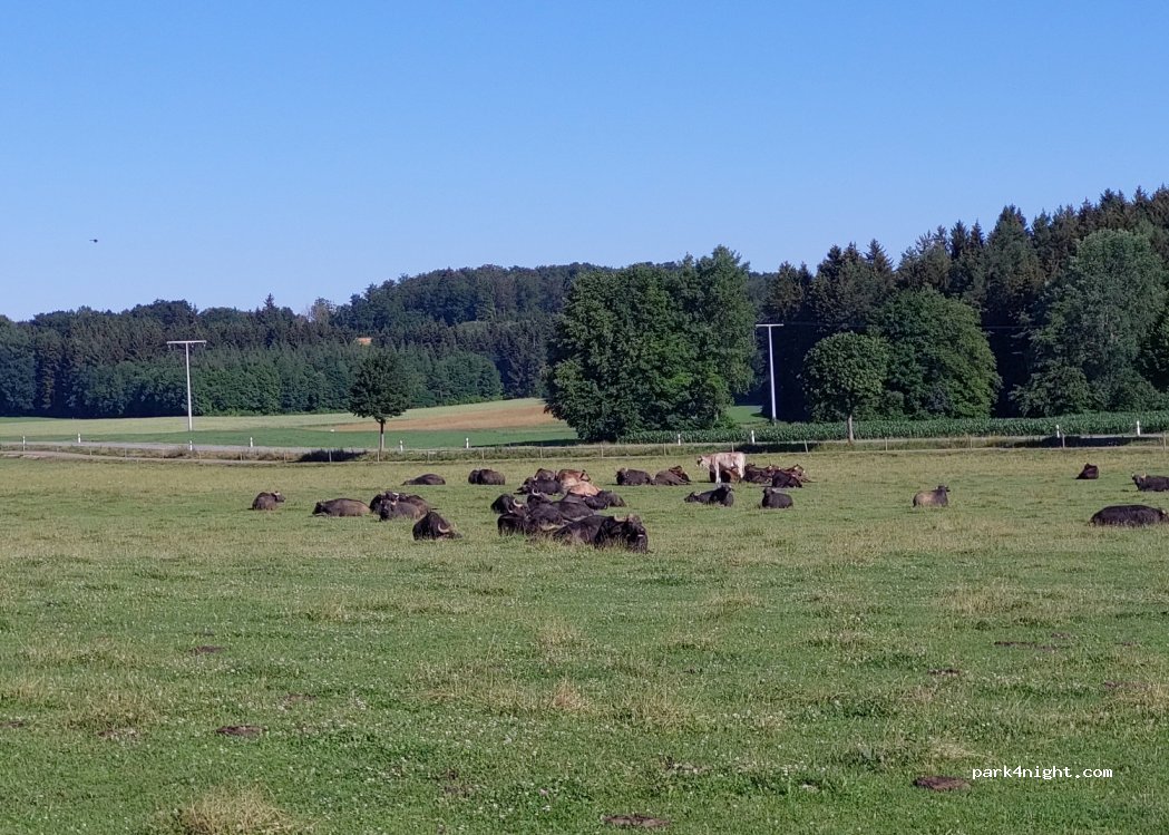 Hohensteiner Hofkäserei — foto 2