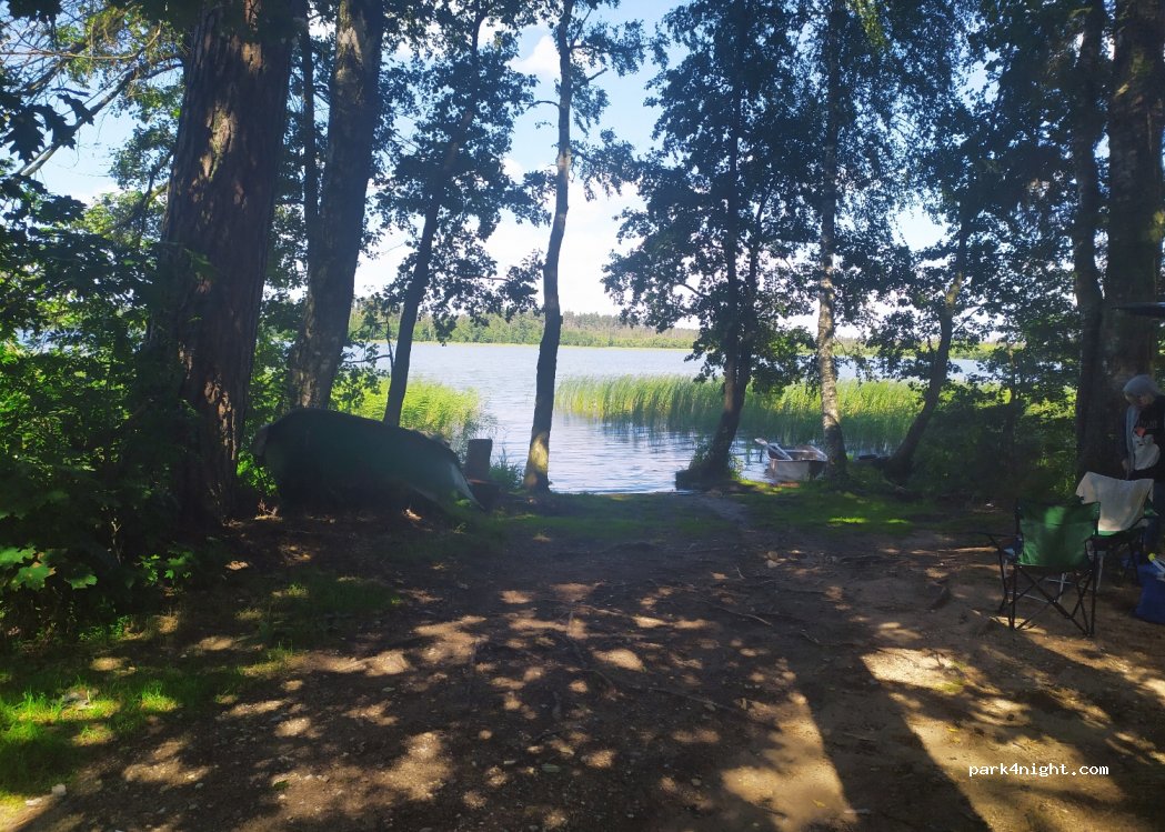 (12-200) Jabłoń - — foto 3