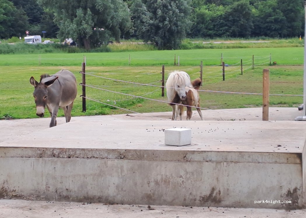 Camping Groningen Internationaal — foto 3