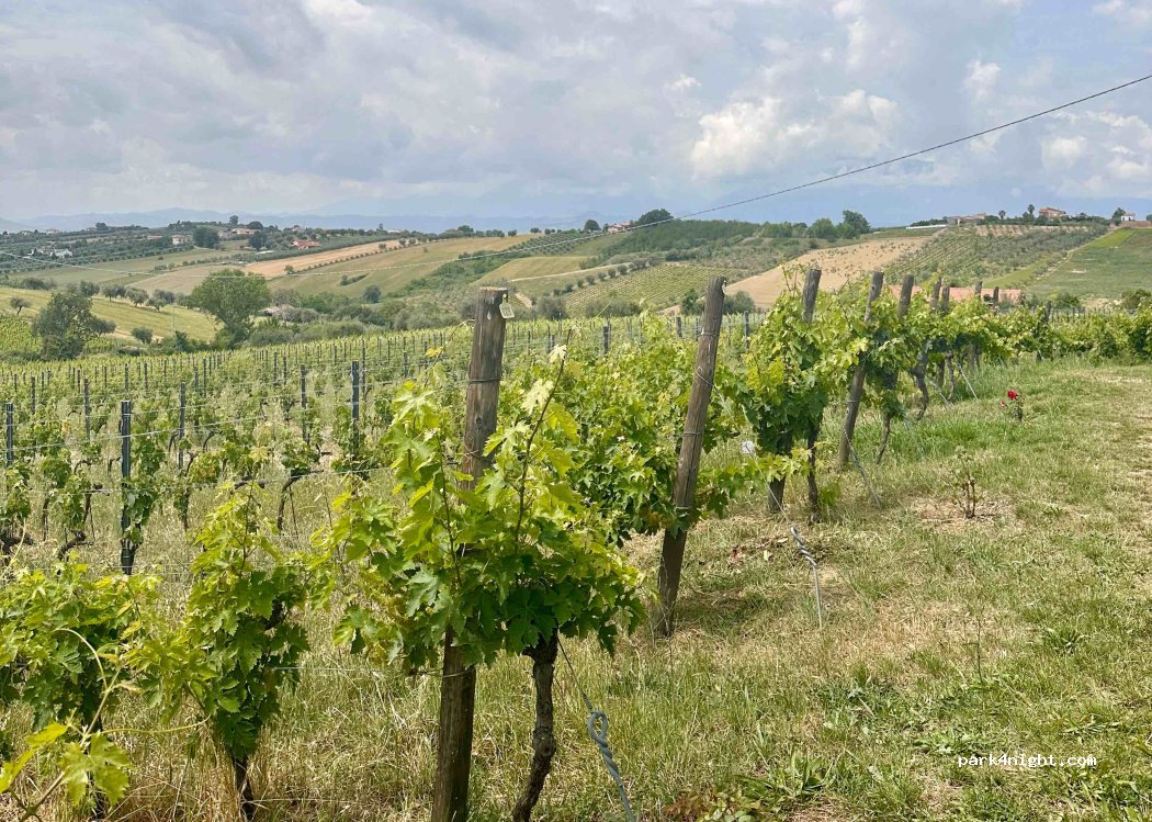 Cantina Rasicci — foto 4