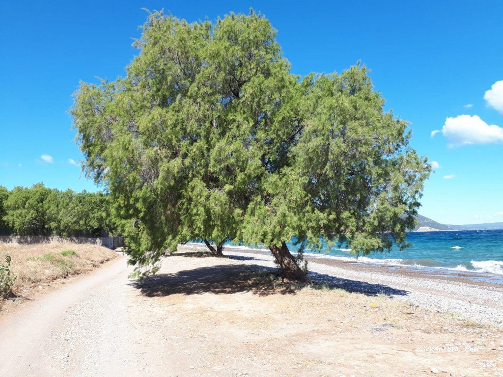(341 00) Anthidona - Unnamed Road — foto 3