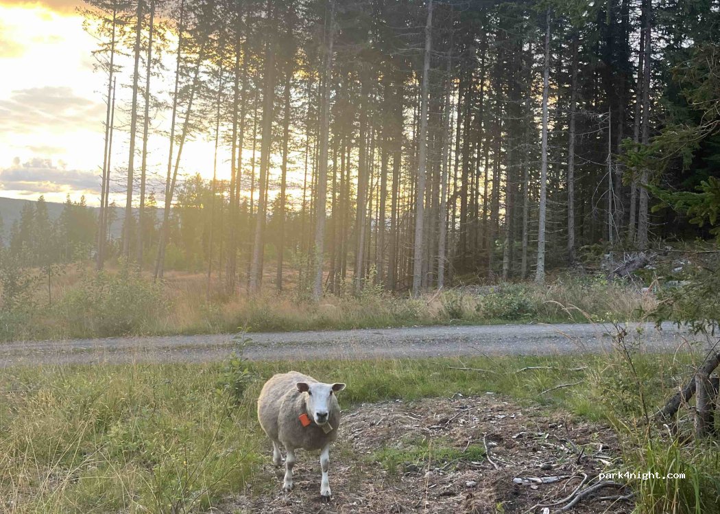 (2864) Fall - Unnamed Road — foto 2