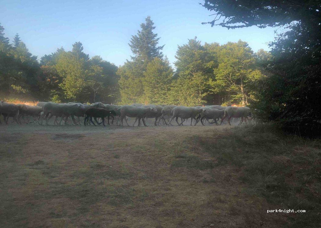 (07590) Saint-Étienne-de-Lugdarès - D19 — foto 3