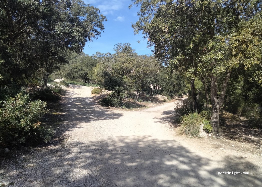 (07369) Selva - Unnamed Road — foto 4