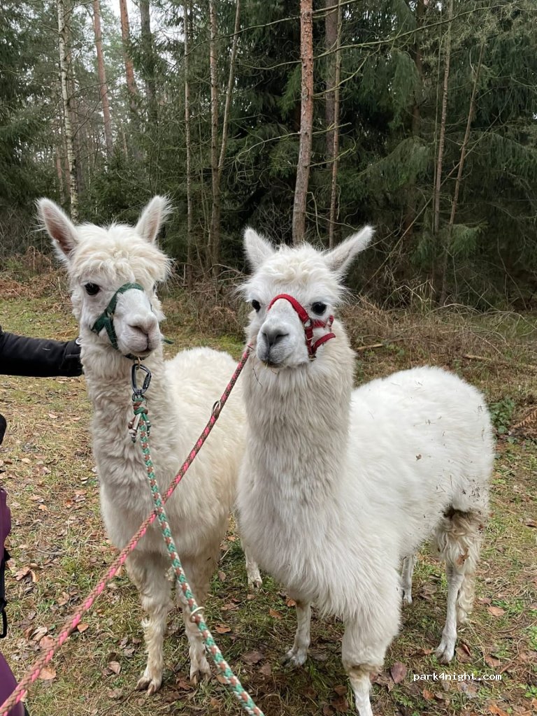 Ferienhof Mandry — foto 5