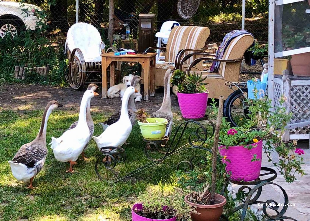 Dalyan Doğa Camping — foto