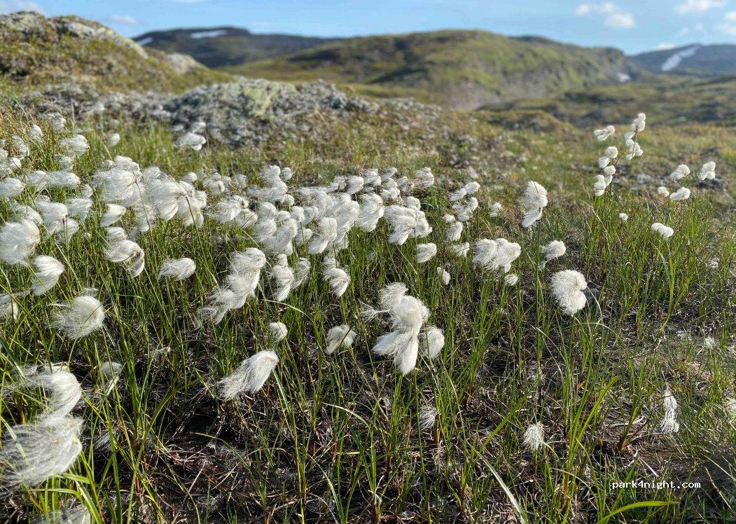 (6893)  - 7 Søre Skjelingen — foto 3