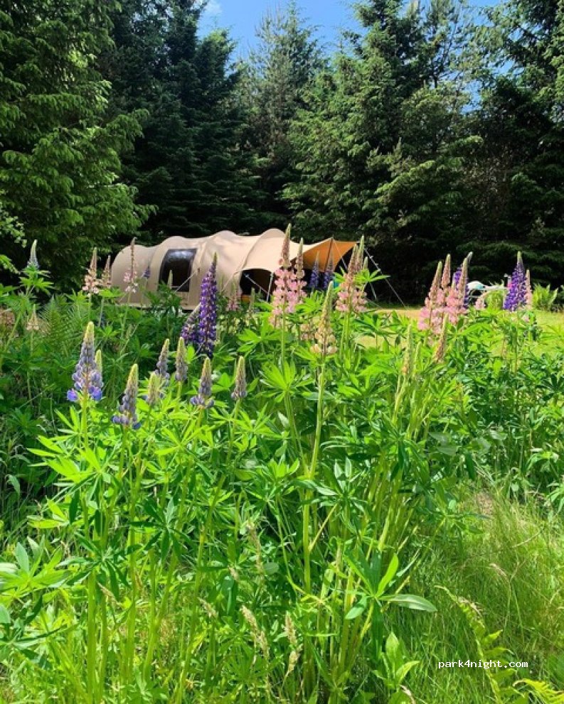 Tolne Camping — foto 4