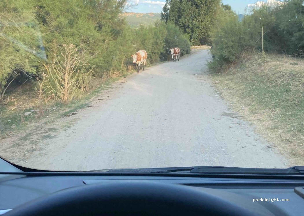 (2729)  - Avtomagisrala „Struma“ — foto 3