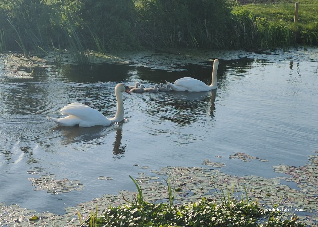 (PR4 6FS) Sollom - Lock Lane — foto 5