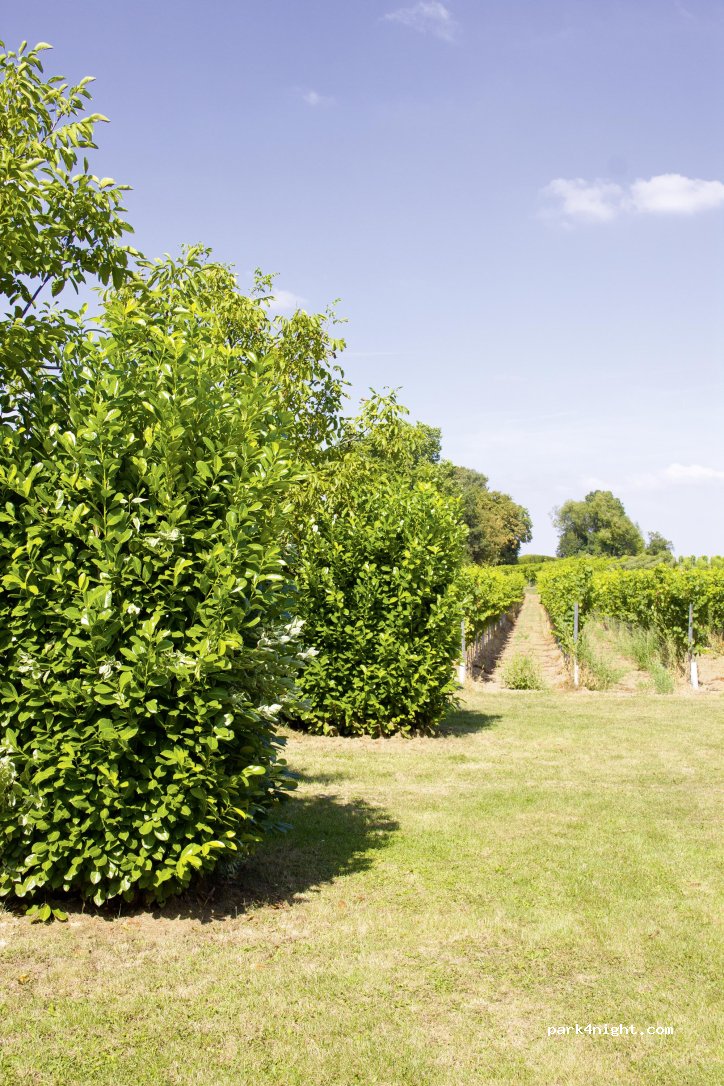 Spelzenhof Stellplätze — foto 2