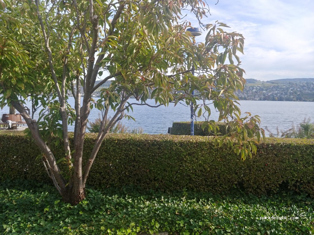 (8800) Thalwil - 88 Seestrasse — foto