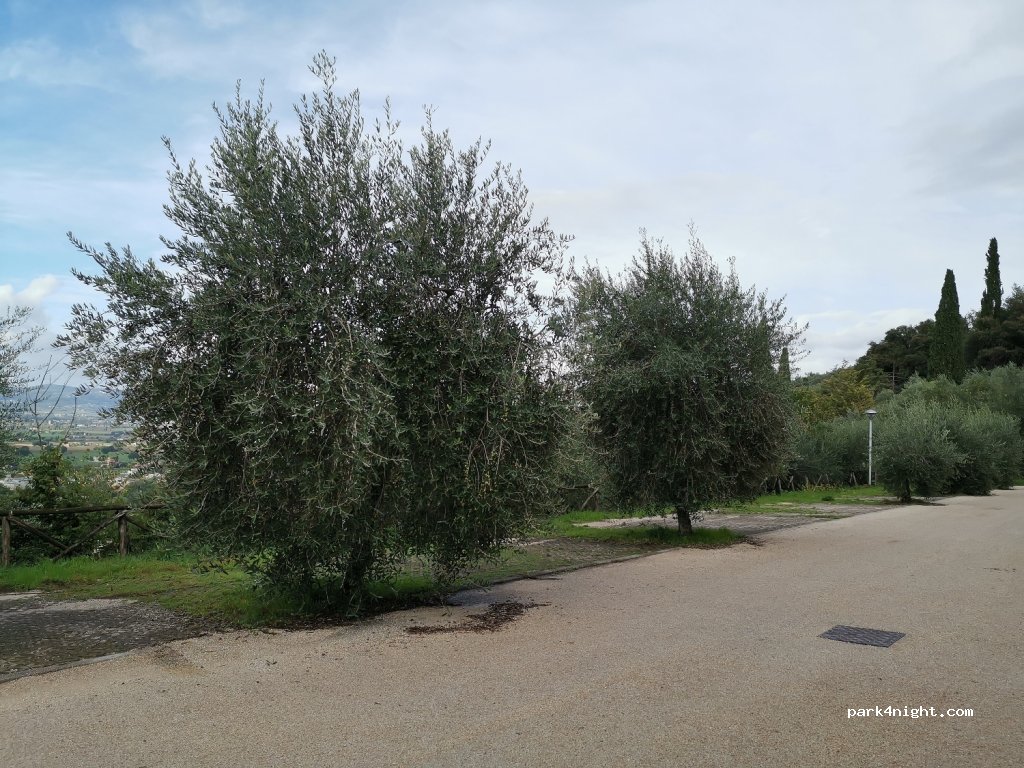 (06038) Spello - — foto 2