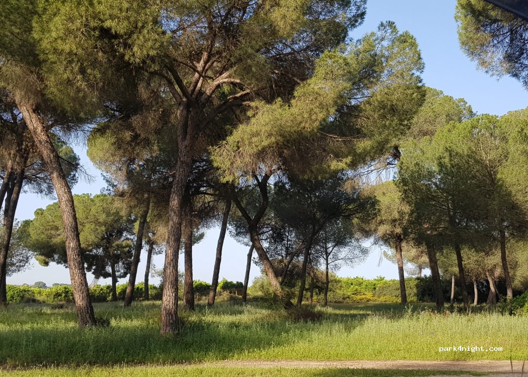 (41849) Aznalcázar - Unnamed Road — foto 3