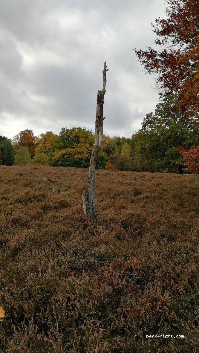 (29640) Schneverdingen - 100 Höpen — foto 2
