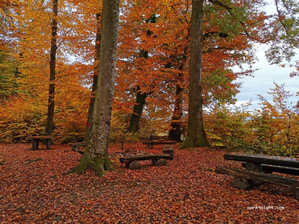 (3284) Fräschels - Im Holz — foto 4