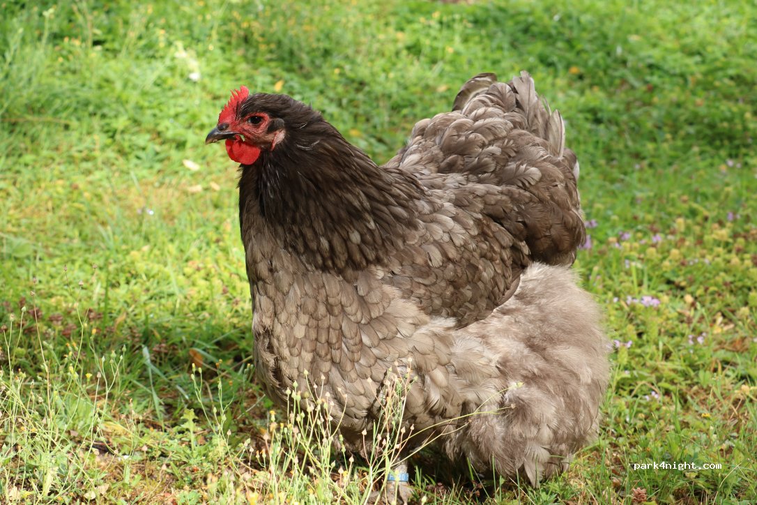 Le Relais du Doubs - Natur & viele Hoftiere — foto 5