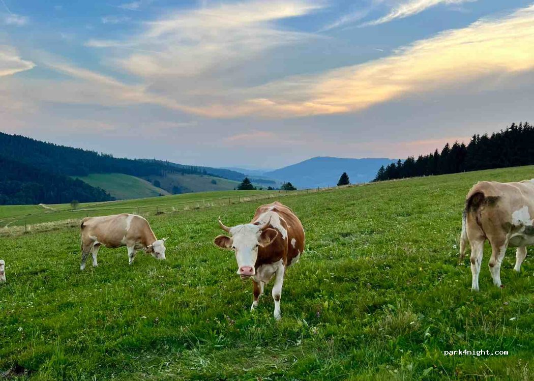 (79674) Todtnau - 5 Fuchswaldstraße — foto 2