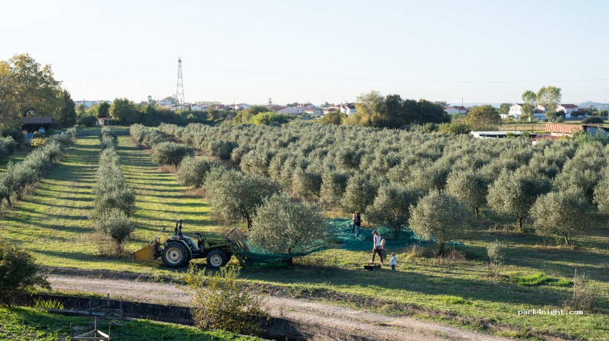 Passeite Olive Farm — foto 2