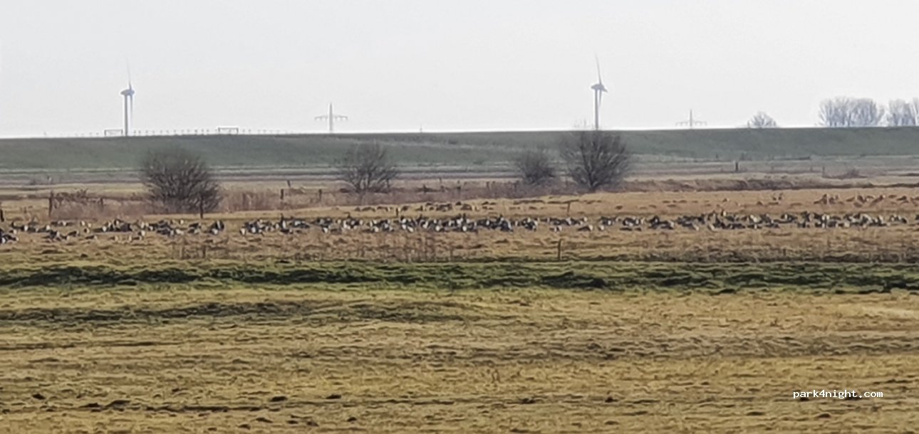 (26844) Jemgum - Mettjeweg — foto 3