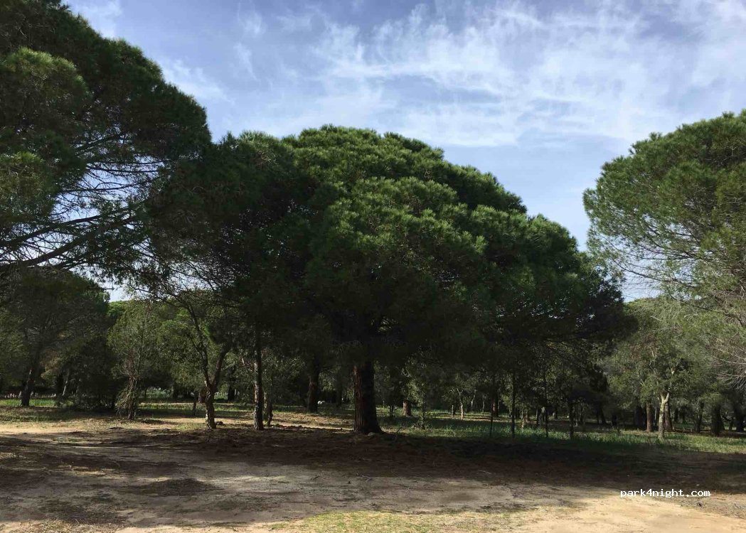 Parking I Pini — foto 4