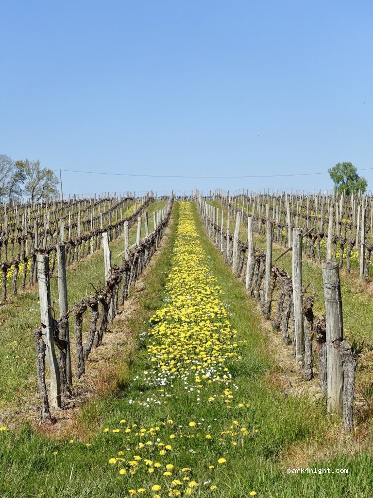 Vignoble Maurin — foto 2