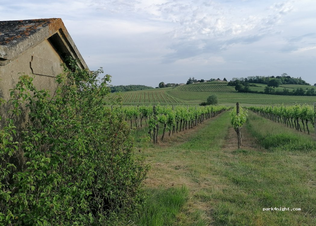 Vignoble Maurin — foto 4