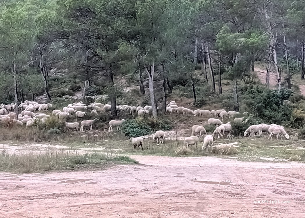 (08732) Castellví de la Marca - Unnamed Road — foto 4