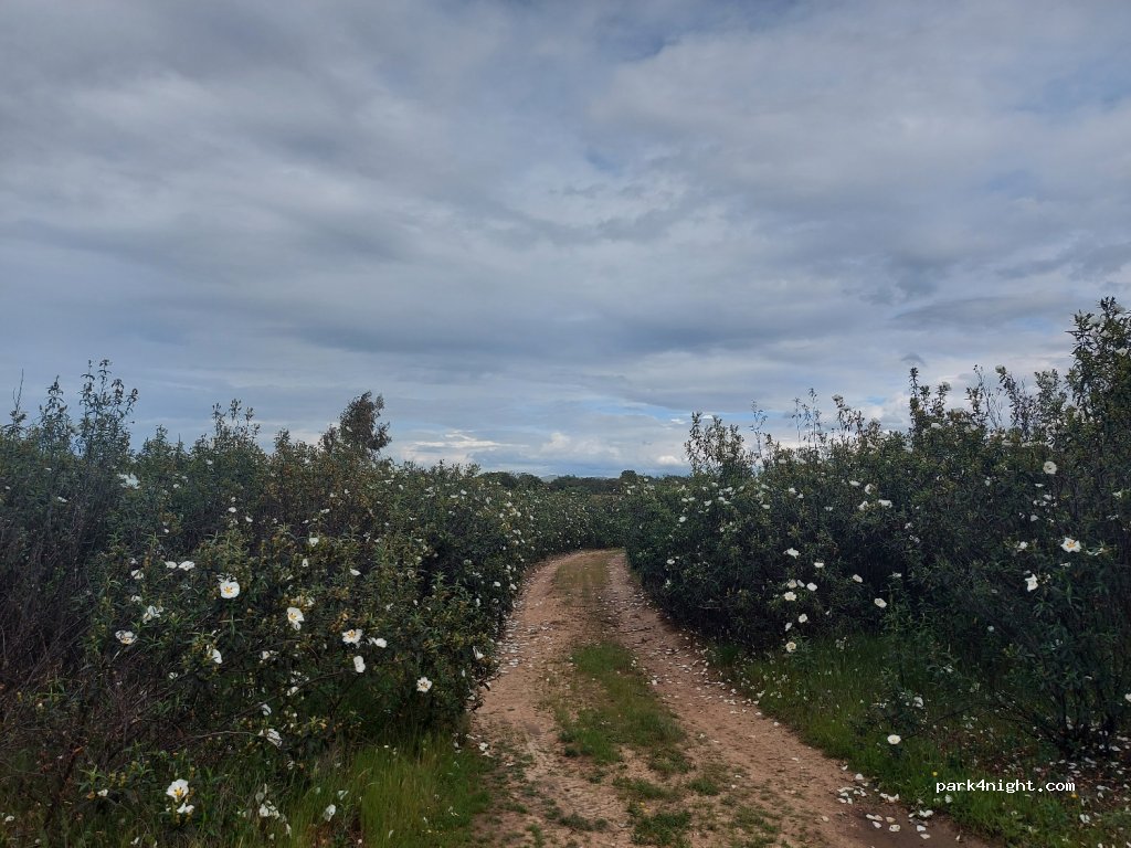 (10199) Cáceres - Camino a Carmonita — foto 2