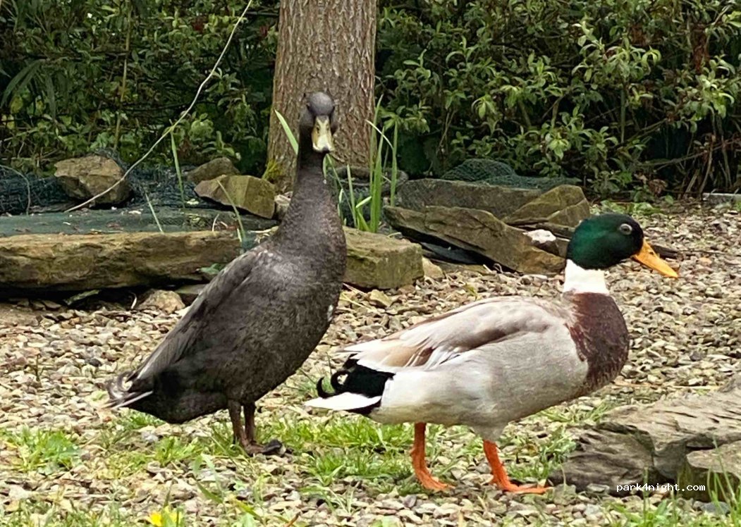 Au Paradis des Canards — foto 4