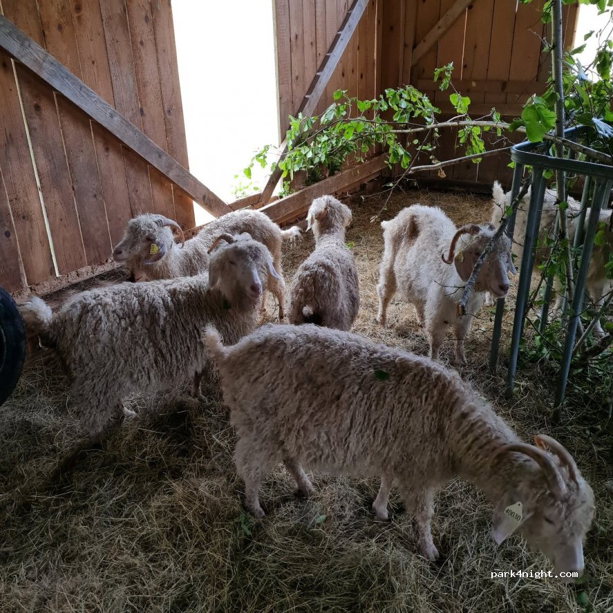 Au mohair des Alpy — foto 2