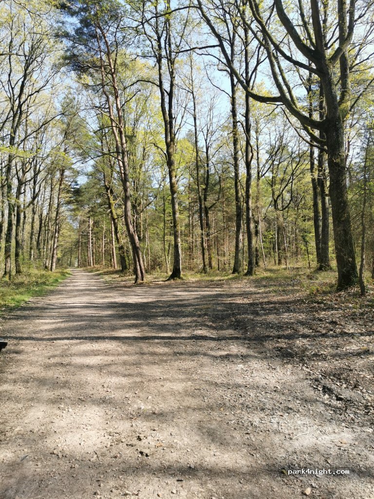 (14140) Saint-Pierre-en-Auge - Le Tilleul — foto