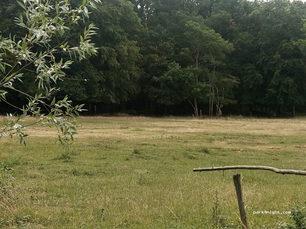 (49140) Marcé - La Périnière — foto
