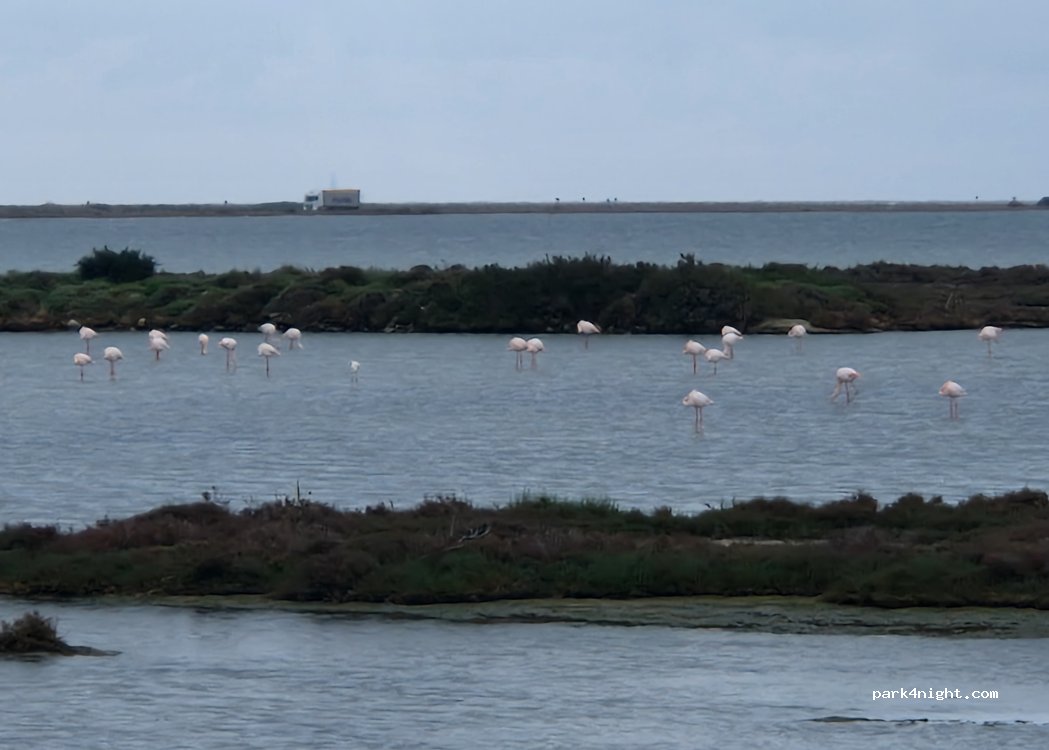 (43870) Amposta - Carretera de les Salines al Poblenou del Delta — foto 5