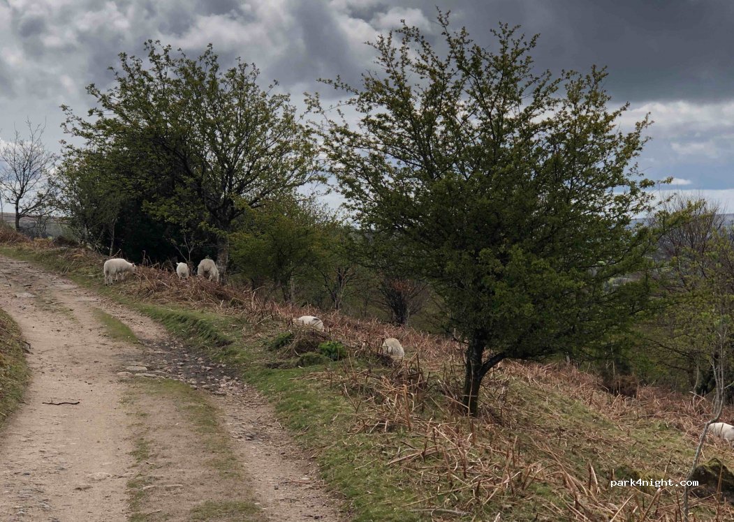 (TQ13 7TE)  - Unnamed Road — foto