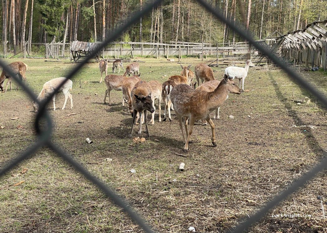 (08-470) Cyganówka - — foto 3