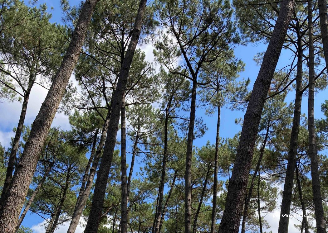 Camping et Chambres d'Hôtes La Teouleyre — foto 4