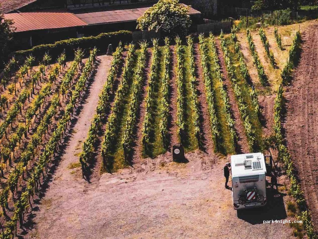 Les Vignobles Ruhlmann-Schutz — foto 5