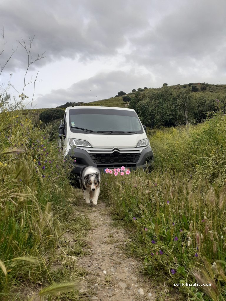 (66190) Collioure - 4 Vallon de Pintes — foto